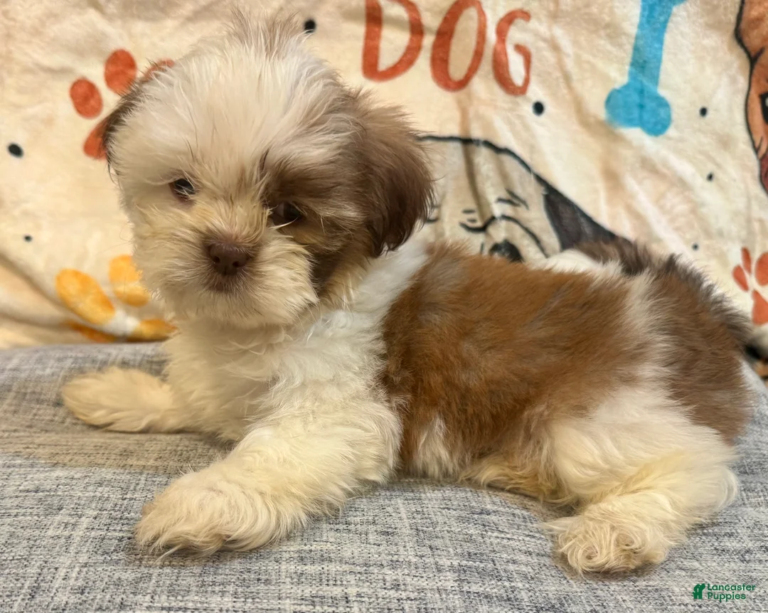 Shih Tzu dogs for sale: Zap - Ad 1