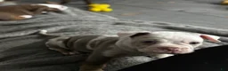 Olde English Bulldogge dogs for sale: Sweet baby rae - Ad 5