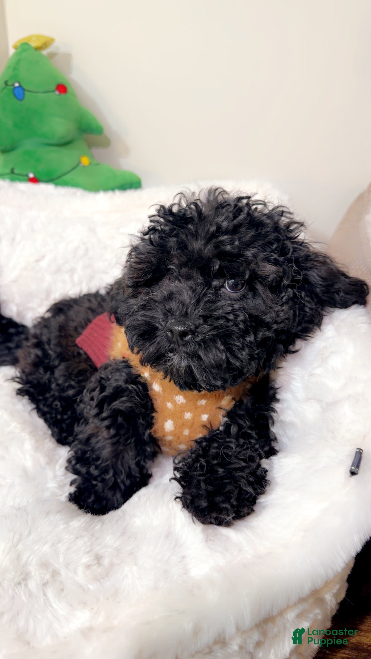 Maltipoo dogs Luna  - Ad 40