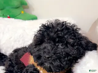 Maltipoo dogs Luna - Ad 10