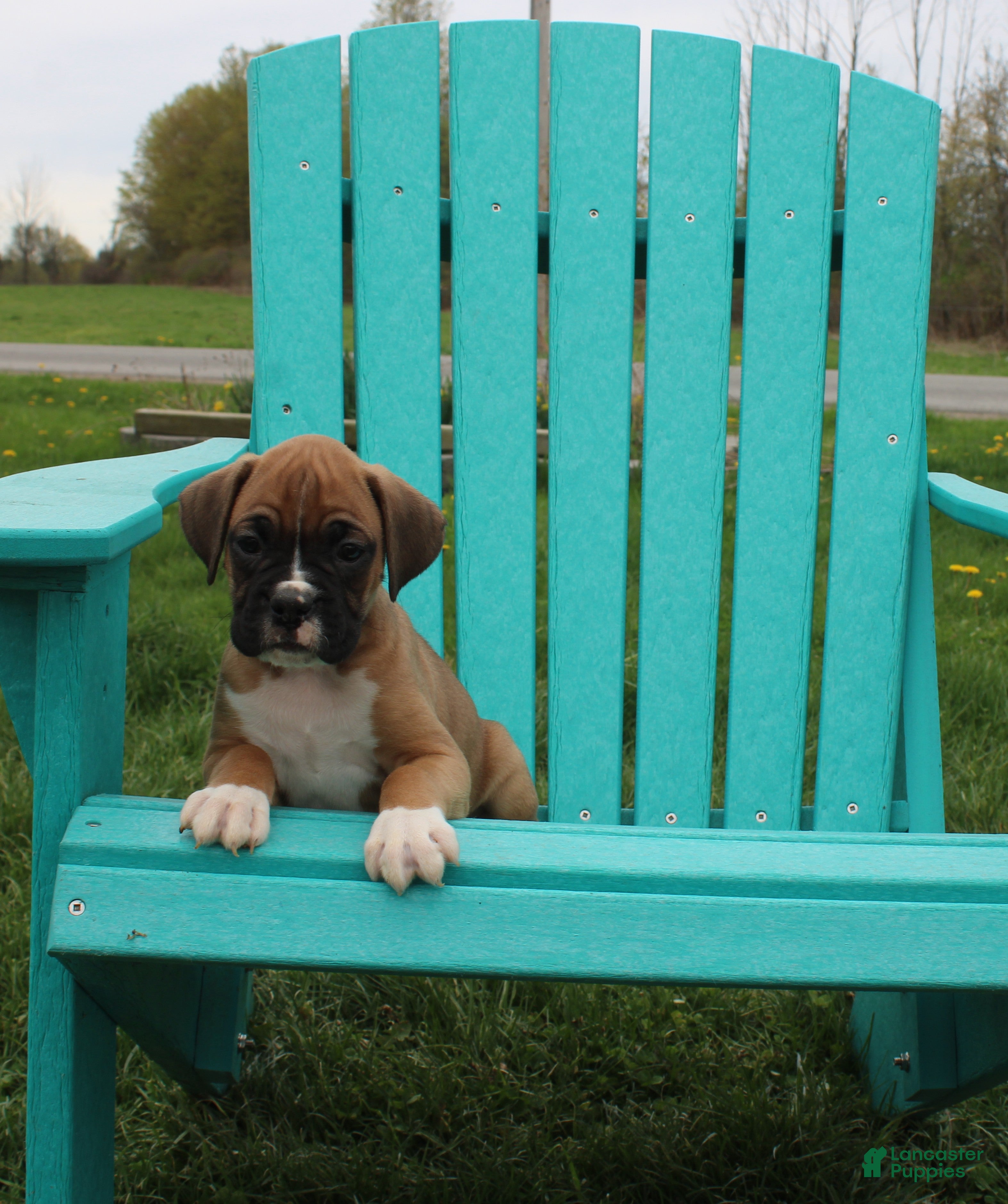 Boxer dogs Rocky - Ad 1