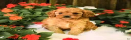Cavapoo dogs for sale: Betsy - Ad 5