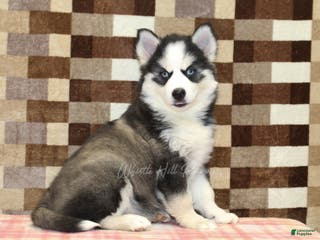 Pomsky dogs Bailey - Ad 38