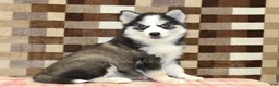 Pomsky dogs for sale: Bailey - Ad 1
