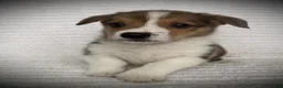 Welsh Corgi Pembroke dogs for sale: Bjorn - Ad 3