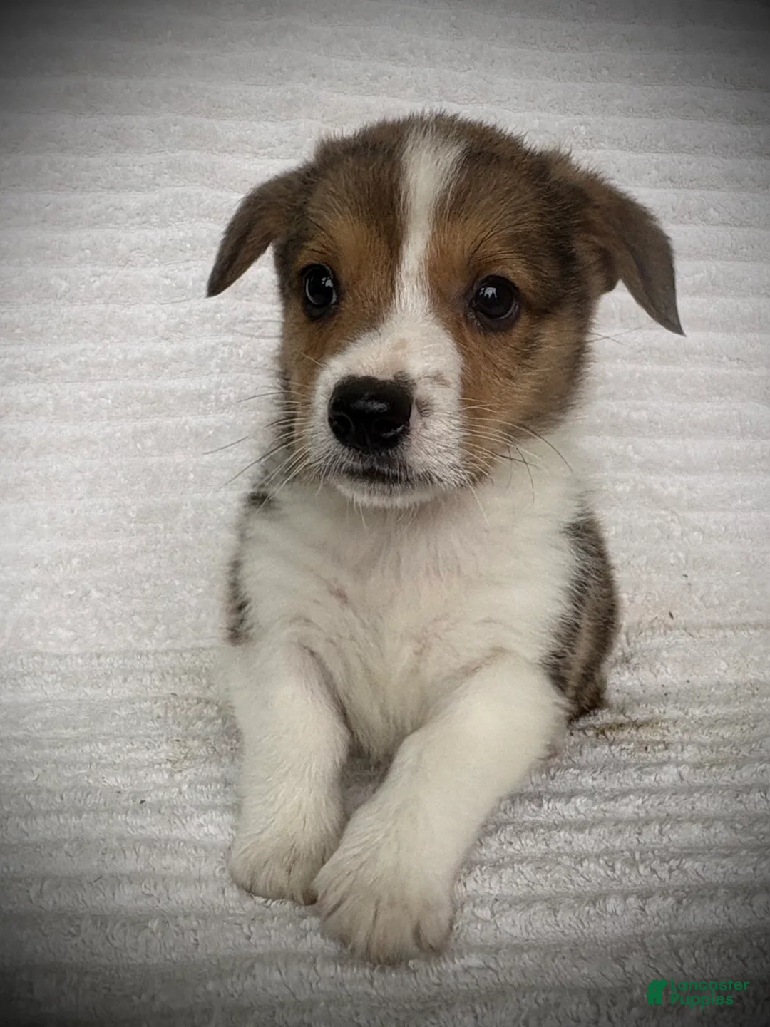 Welsh Corgi Pembroke dogs for sale: Bjorn - Ad 3