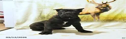 Cane Corso dogs for sale: Heidi - Ad 2