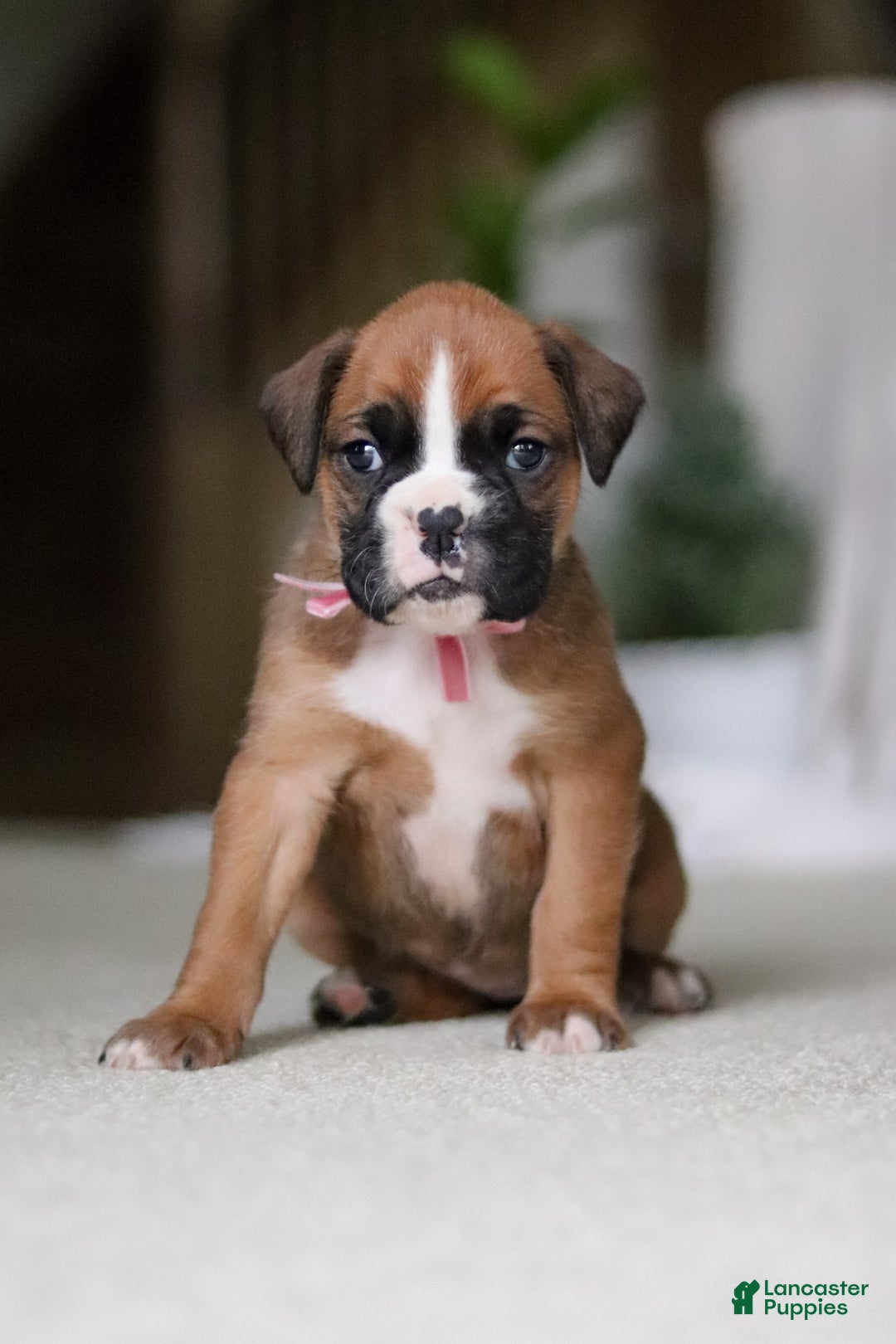 Boxer dogs for sale: Sadie - Ad 3