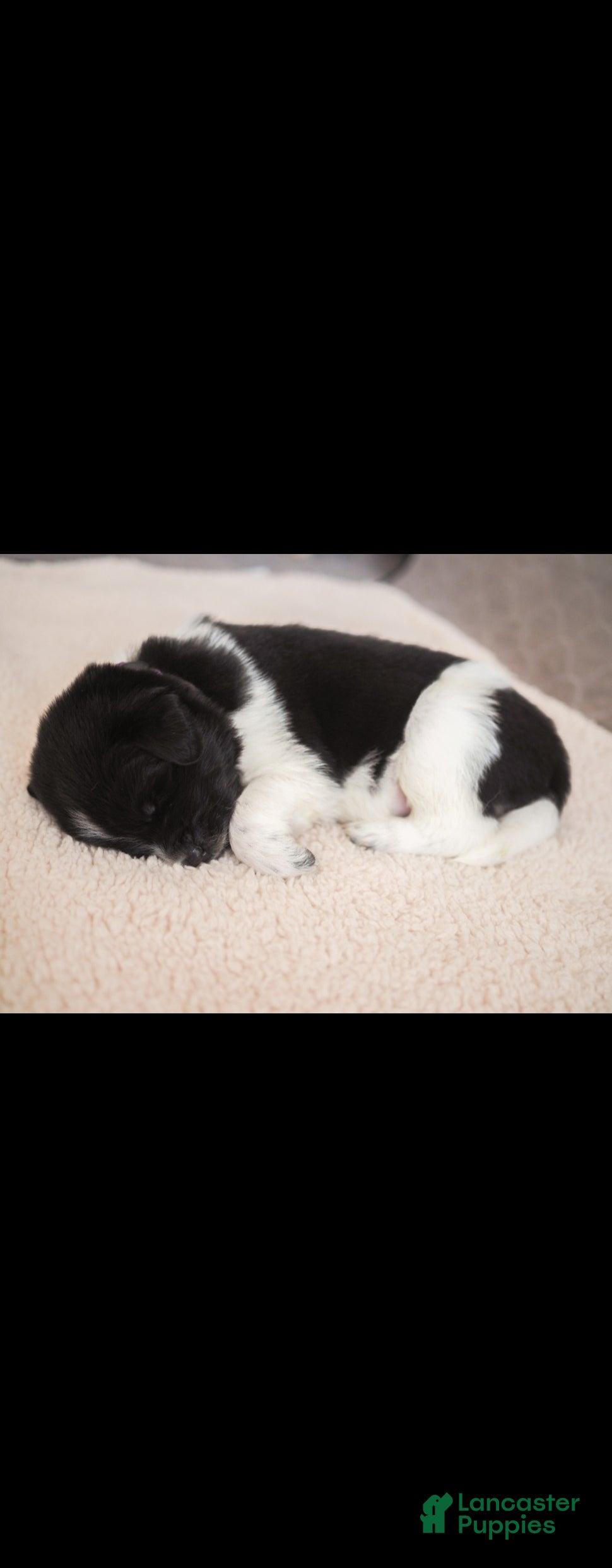 Newfoundland dogs Isla (purple collar)  - Ad 2