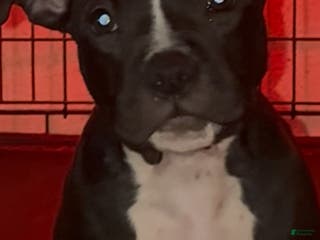 American Bully dogs American Bully female - Ad 12
