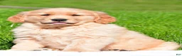 Golden Retriever dogs for sale: Sammy - Ad 1
