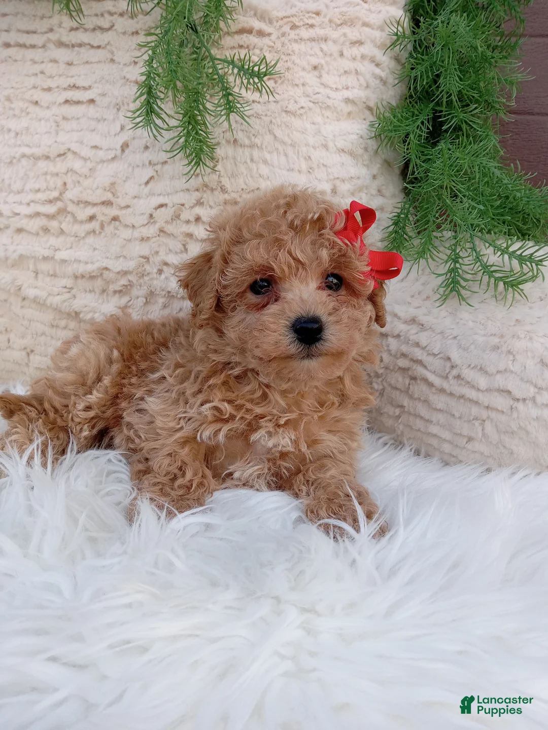 Bichpoo dogs for sale: Miles - Ad 5