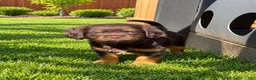 Mixed Breed dogs for sale: Chip - Ad 2