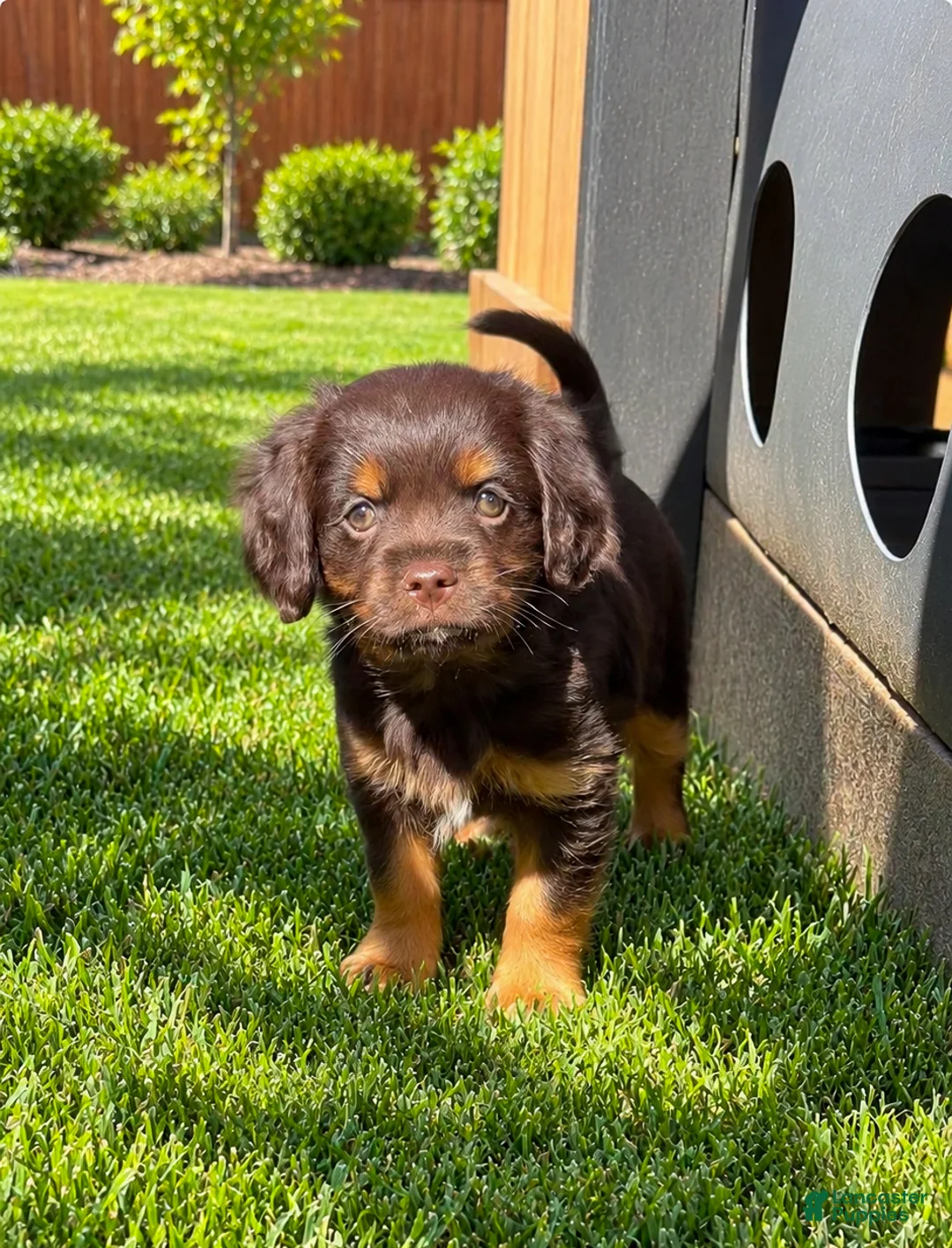 Mixed Breed dogs for sale: Chip - Ad 2