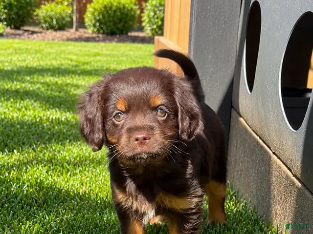 Mixed Breed dogs Chip Aussalier - Ad 2