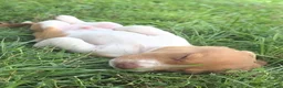 Dachshund dogs for sale: Gus - Ad 5