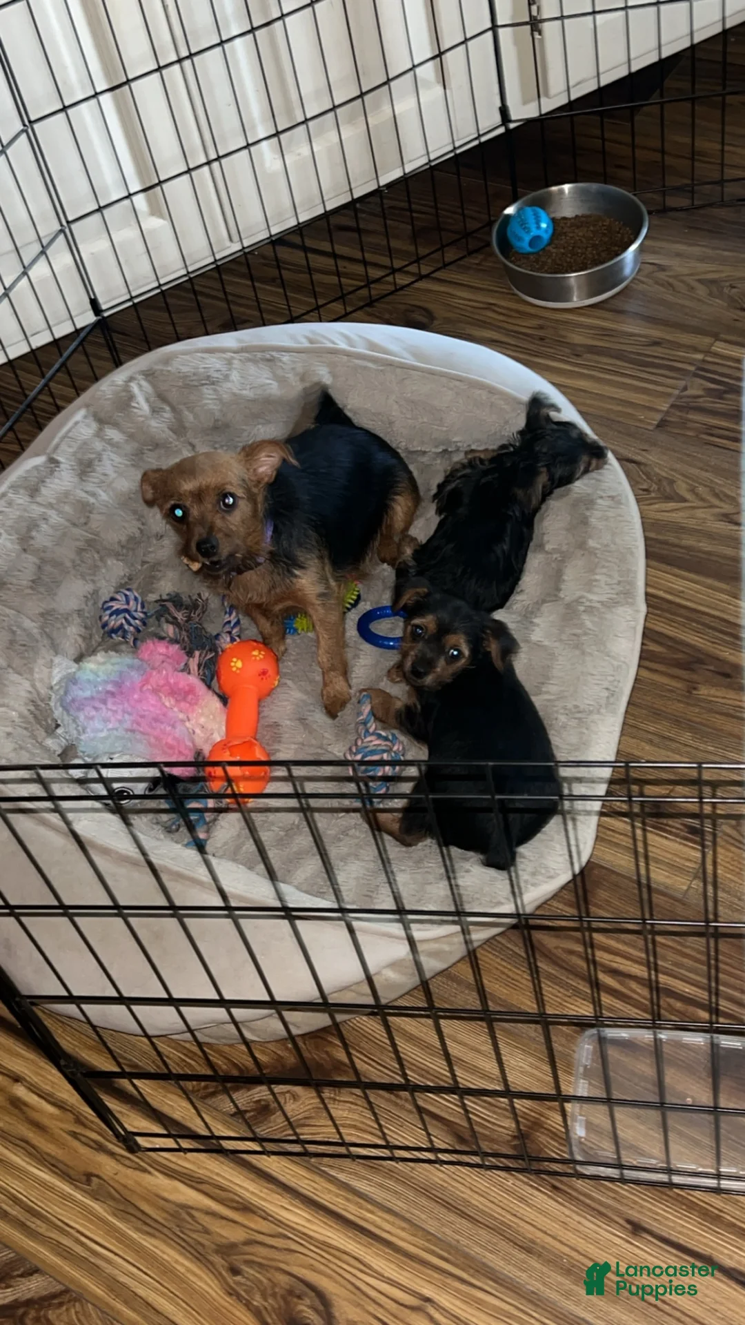Mixed Breed dogs for sale: Mixed Breed 1 - Ad 2
