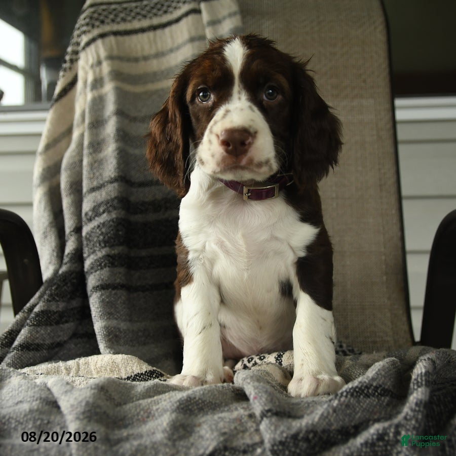 English Springer Spaniel dogs Raptor - Ad 1