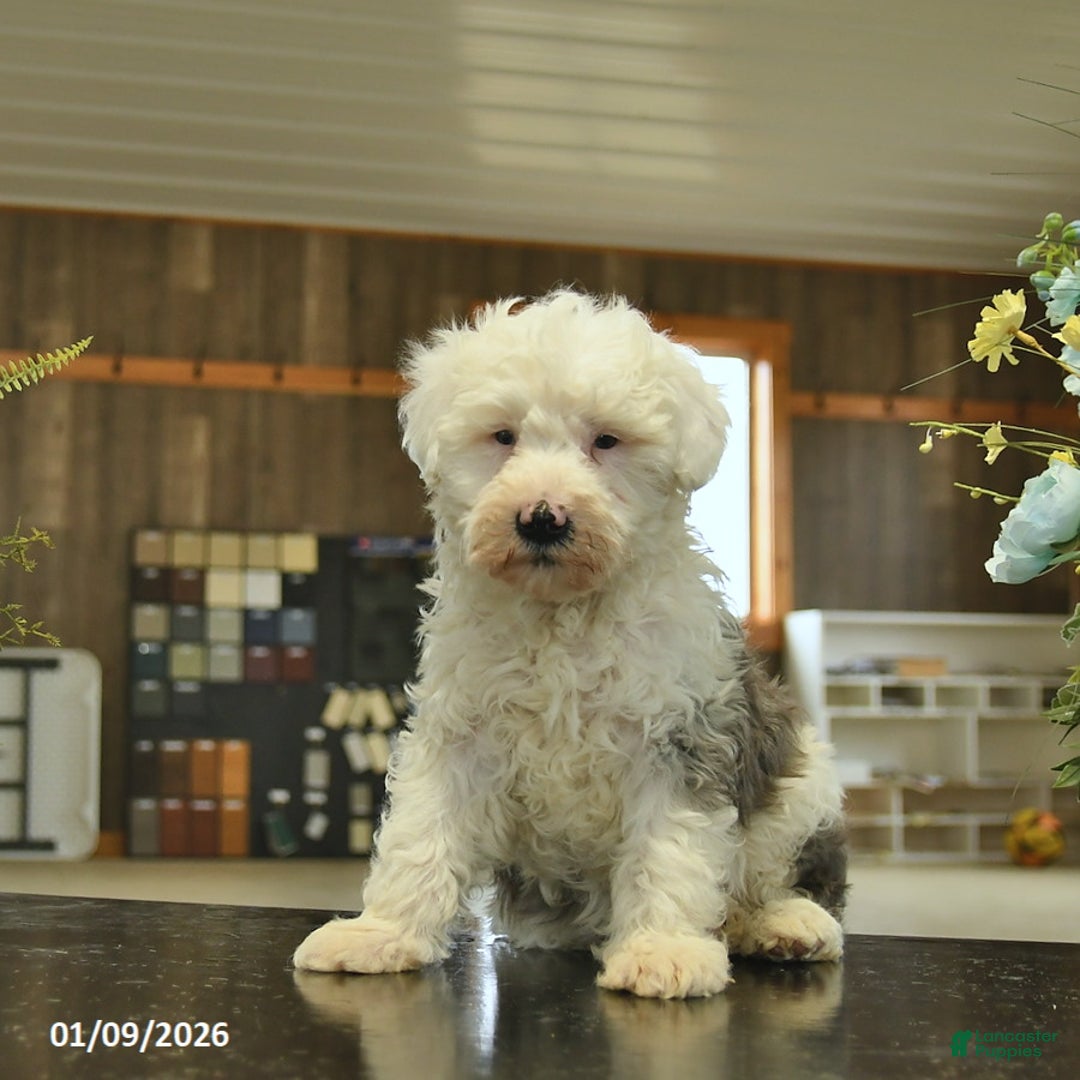 Sheepadoodle dogs for sale: Finn  - Ad 2