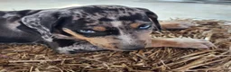 Catahoula Leopard Dog dogs for sale: Duchess 2026 Male 5 - Ad 14