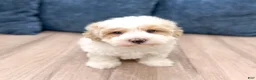 Havapoo dogs for sale: Harvey - Ad 1