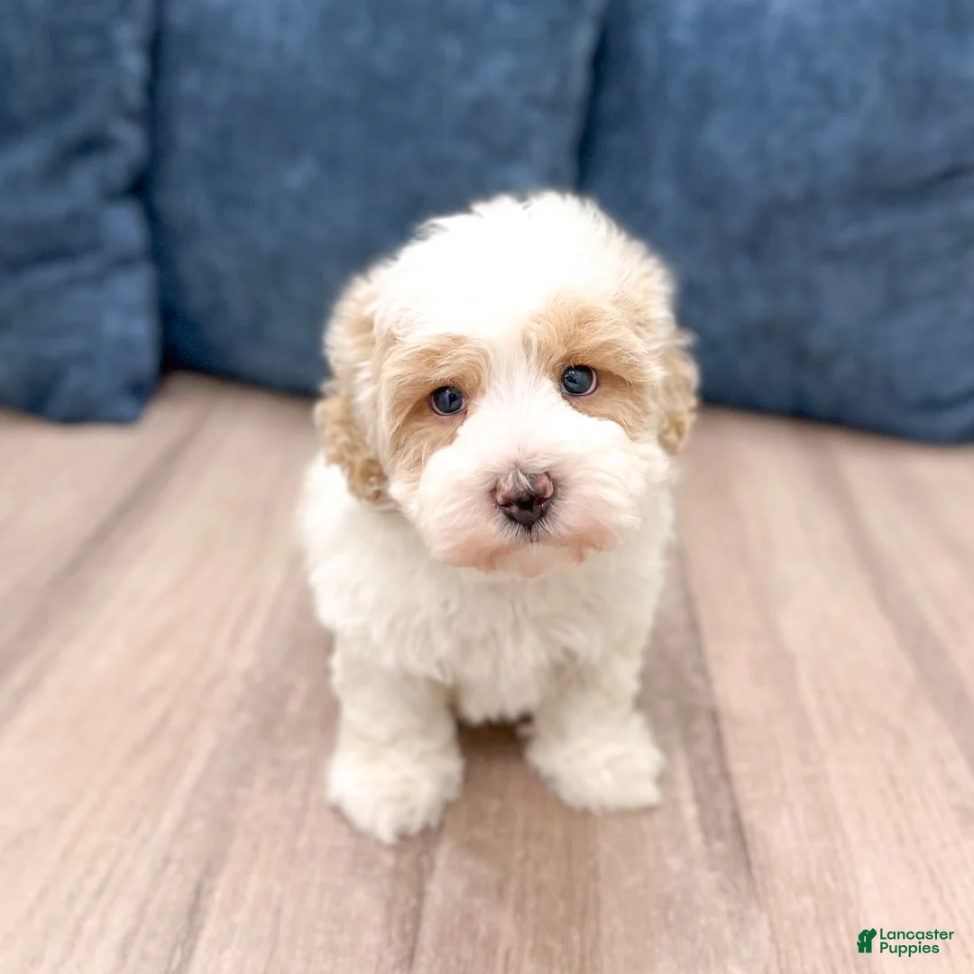 Havapoo dogs for sale: Harvey - Ad 1