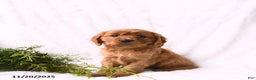 Miniature Golden Retriever dogs for sale: Hazel - Ad 1