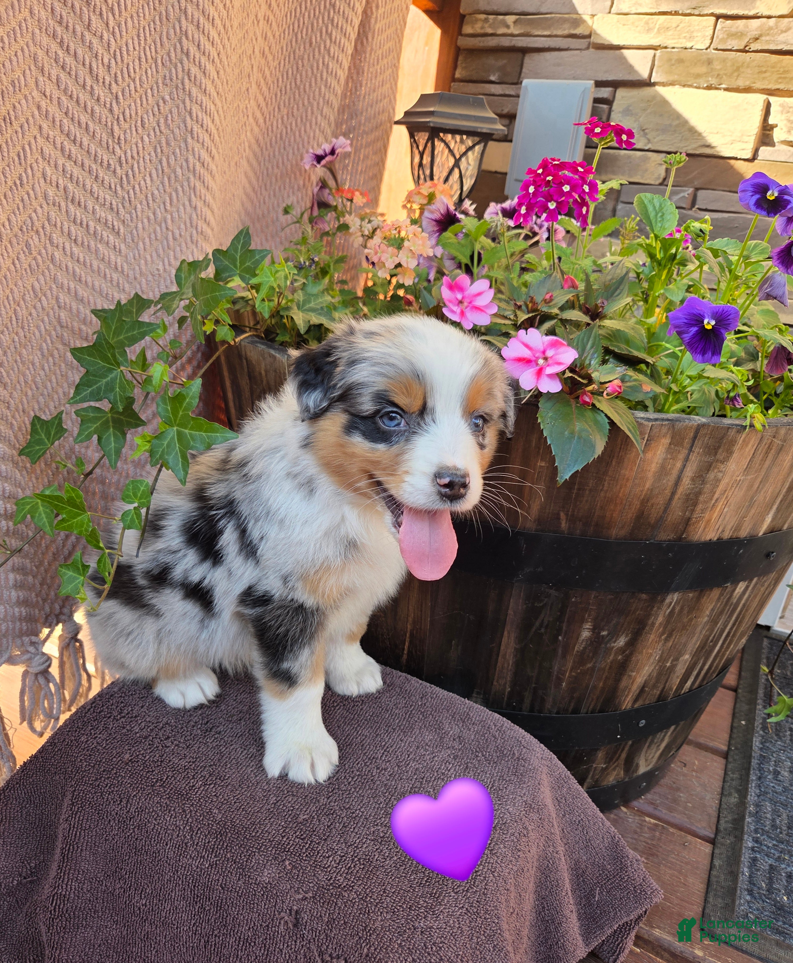 Australian Shepherd dogs Milly - Ad 1