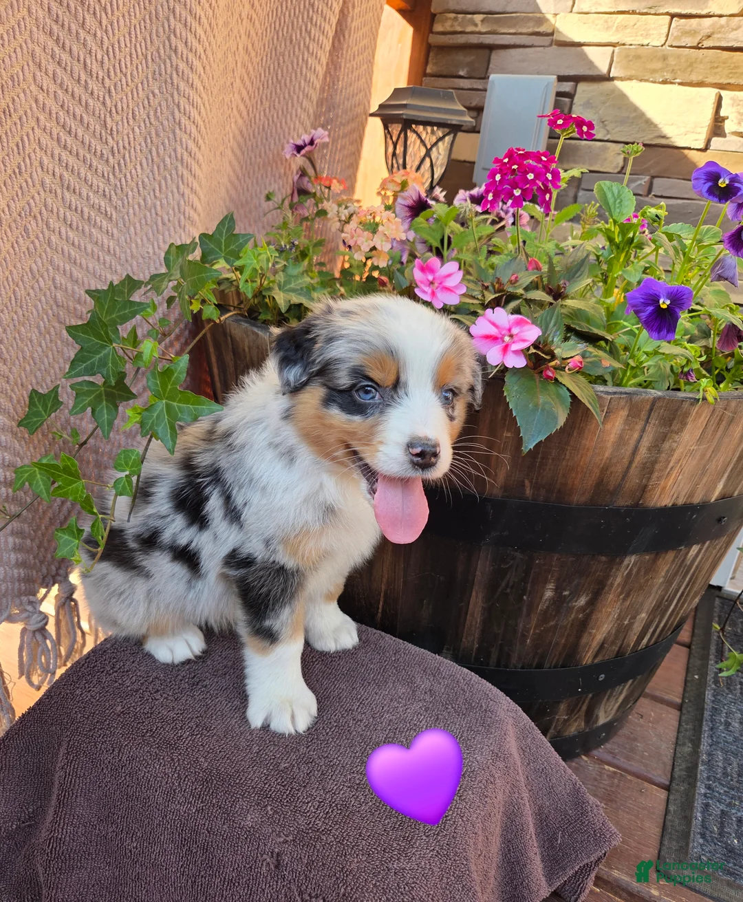 Australian Shepherd dogs for sale: Milly - Ad 1
