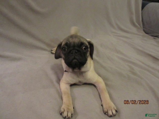 Pug dogs for sale: Clyde - Ad 5