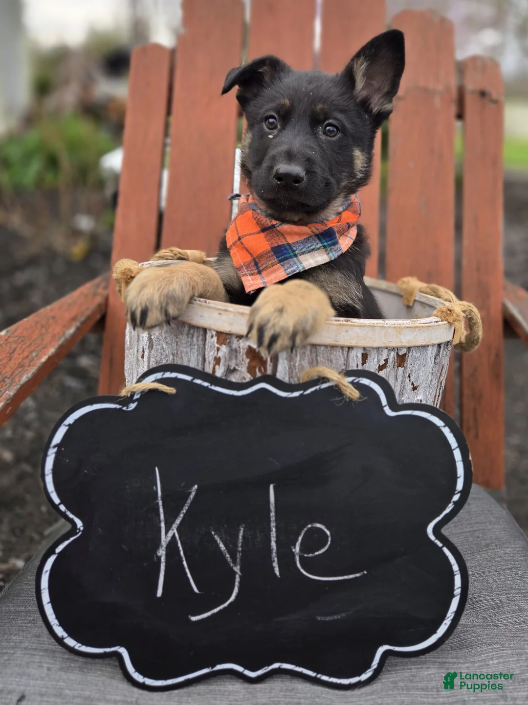 German Shepherd dogs for sale: Kyle - Ad 6