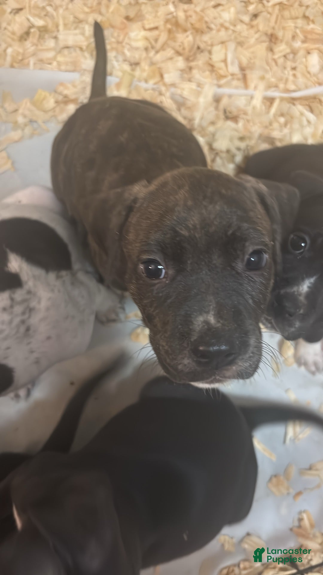 Mixed Breed dogs for sale: Mixed Breed 6 - Ad 26