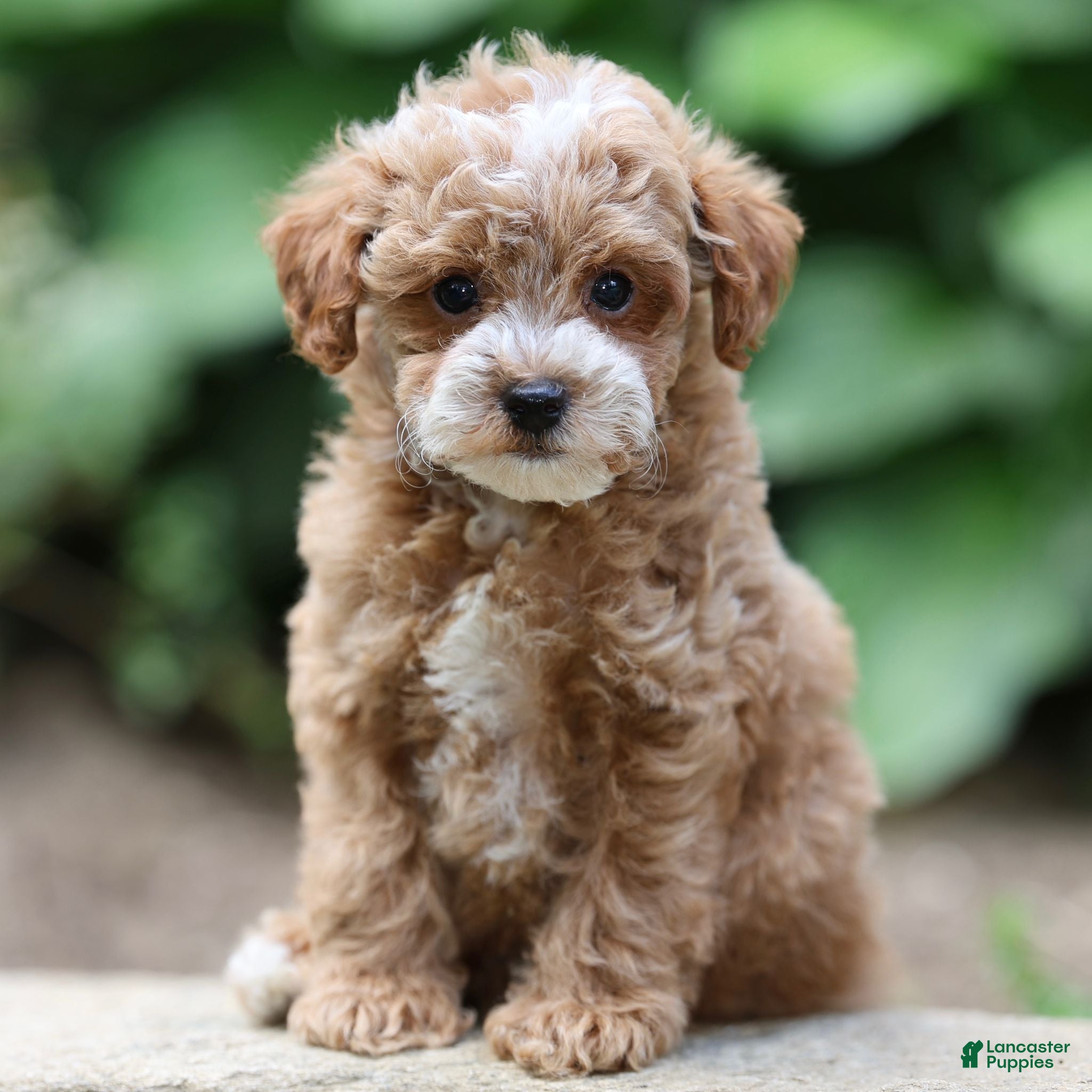 Toy Poodle dogs Parker - Ad 1