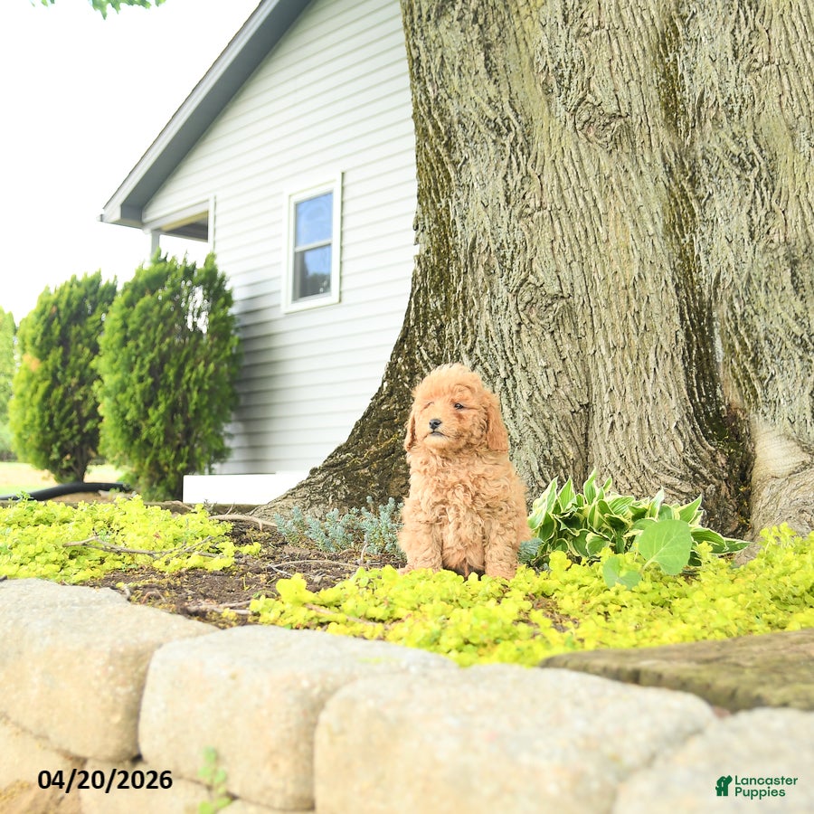 Goldendoodle dogs Romeo - Ad 2