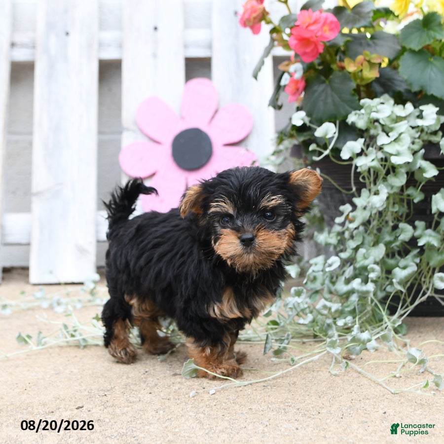 Yorkiepoo dogs Bouncer - Ad 2