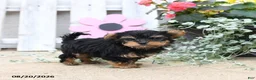 Yorkiepoo dogs for sale: Bouncer - Ad 2
