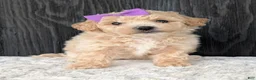Bichpoo dogs for sale: Darla  - Ad 18