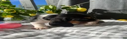 Basset Hound dogs for sale: Teddy - Ad 8