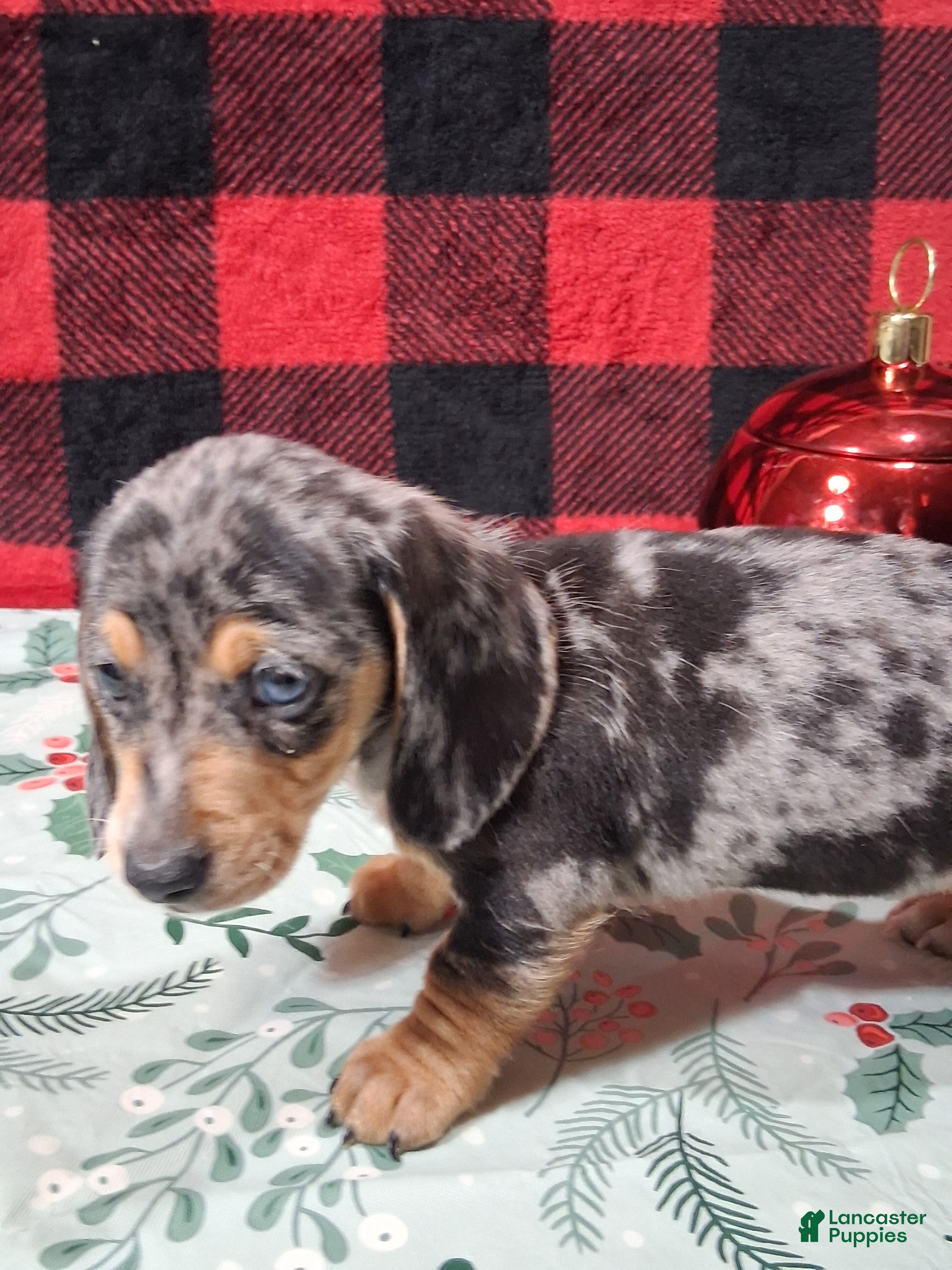 Miniature Dachshund dogs Skittles - Ad 8
