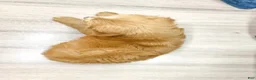 Mini Goldendoodle dogs for sale: Liam - Ad 6