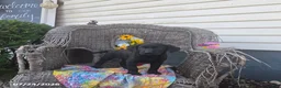 Labrador Retriever dogs for sale: Kristy - Ad 7
