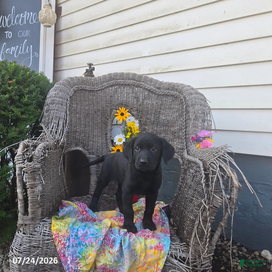 Labrador Retriever dogs for sale: Kristy - Ad 7
