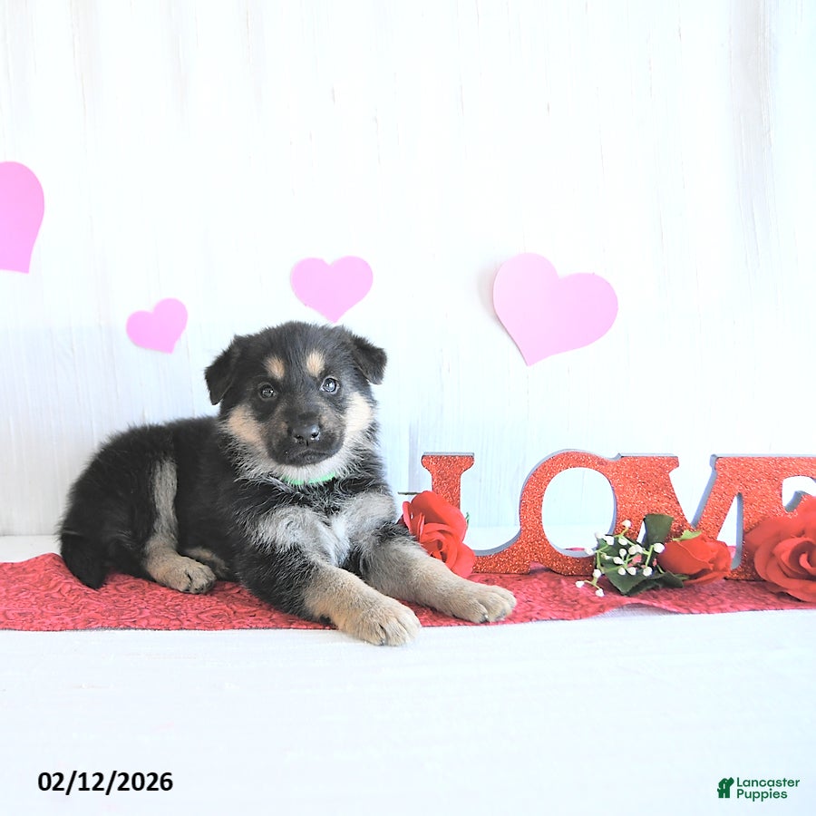 German Shepherd dogs Starr - Ad 2