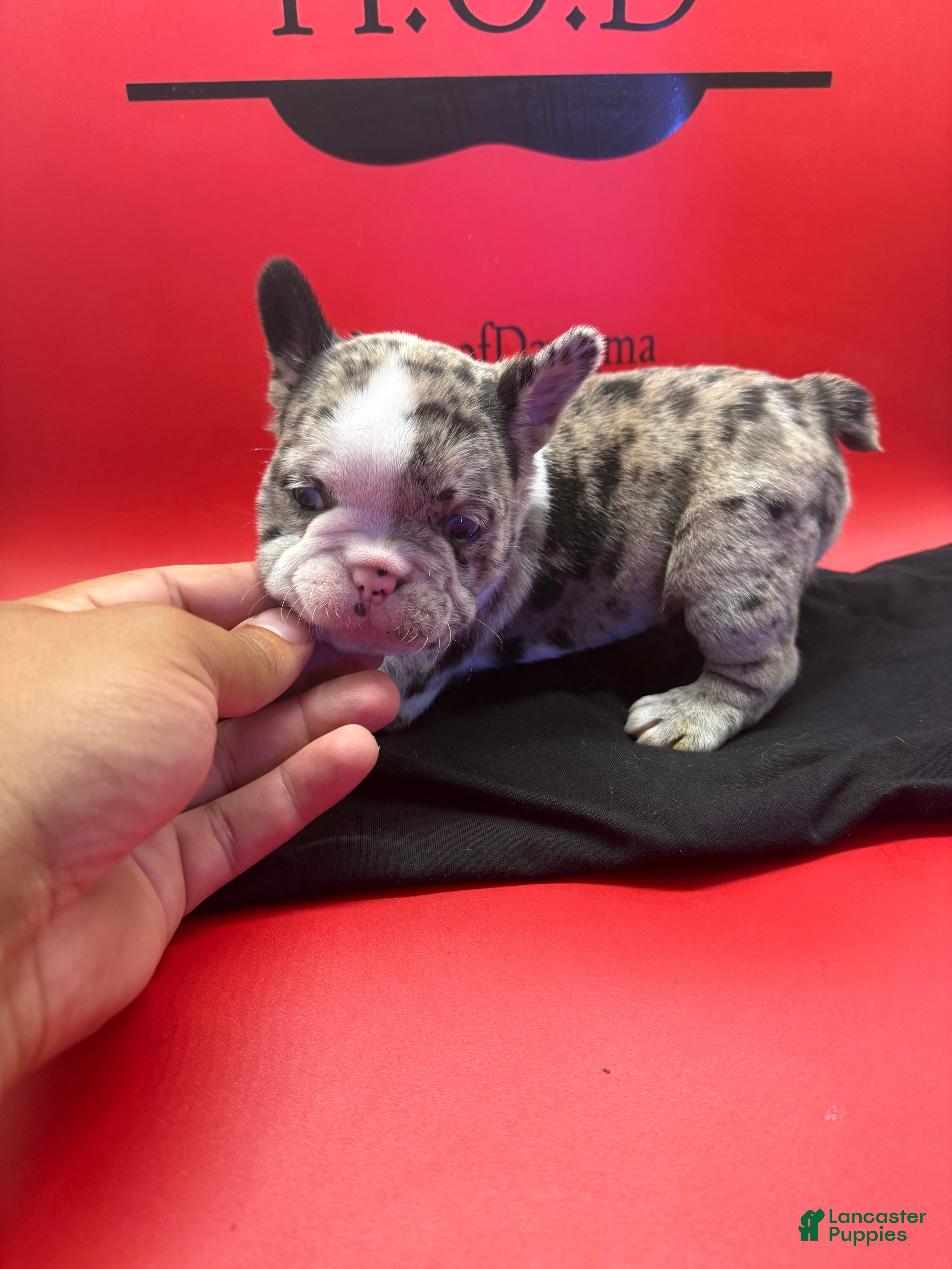 French Bulldog dogs Krumbetta - Ad 2
