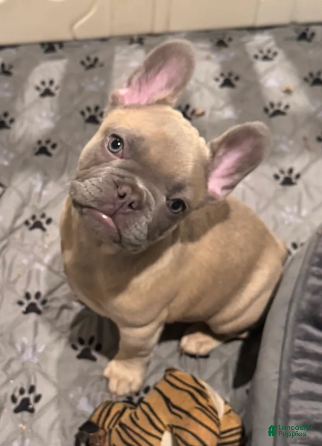 French Bulldog dogs for sale: Blessing - Ad 17
