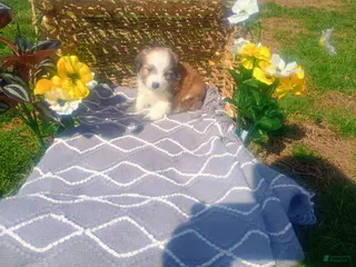 Mixed Breed dogs Mixed Breed Puppy 2 - Ad 18