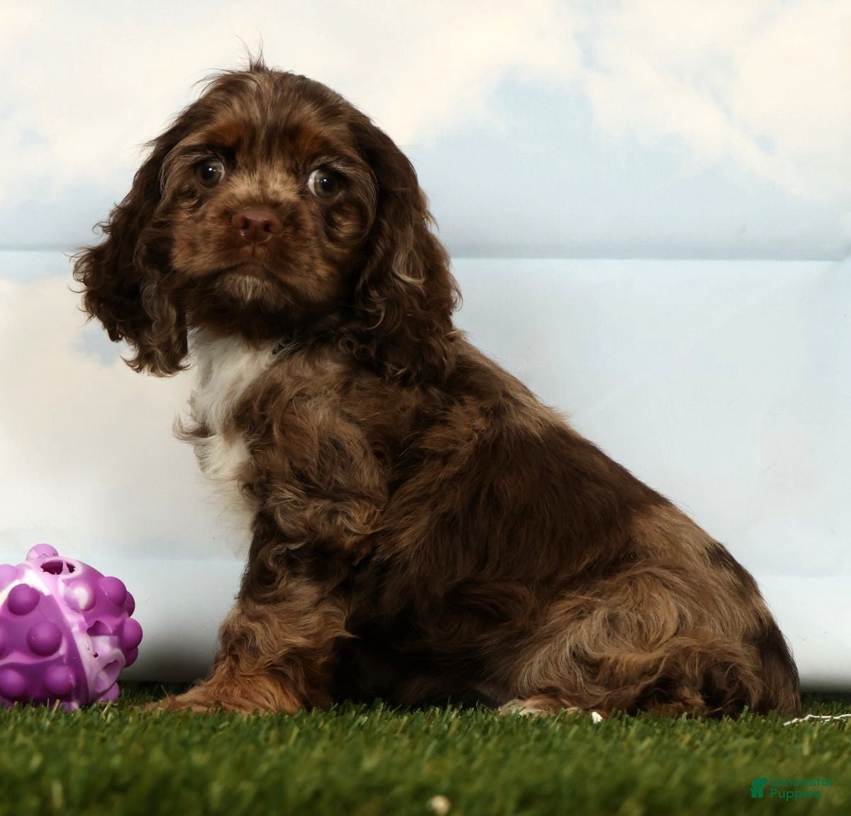 Cocker Spaniel dogs Harper - Ad 2