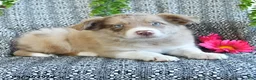 Border Collie dogs for sale: Reva - Ad 4