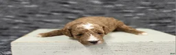 Miniature Poodle dogs for sale: Cooper - Ad 4