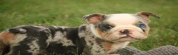 English Bulldog dogs for sale: Sebastian English Bulldog  - Ad 13